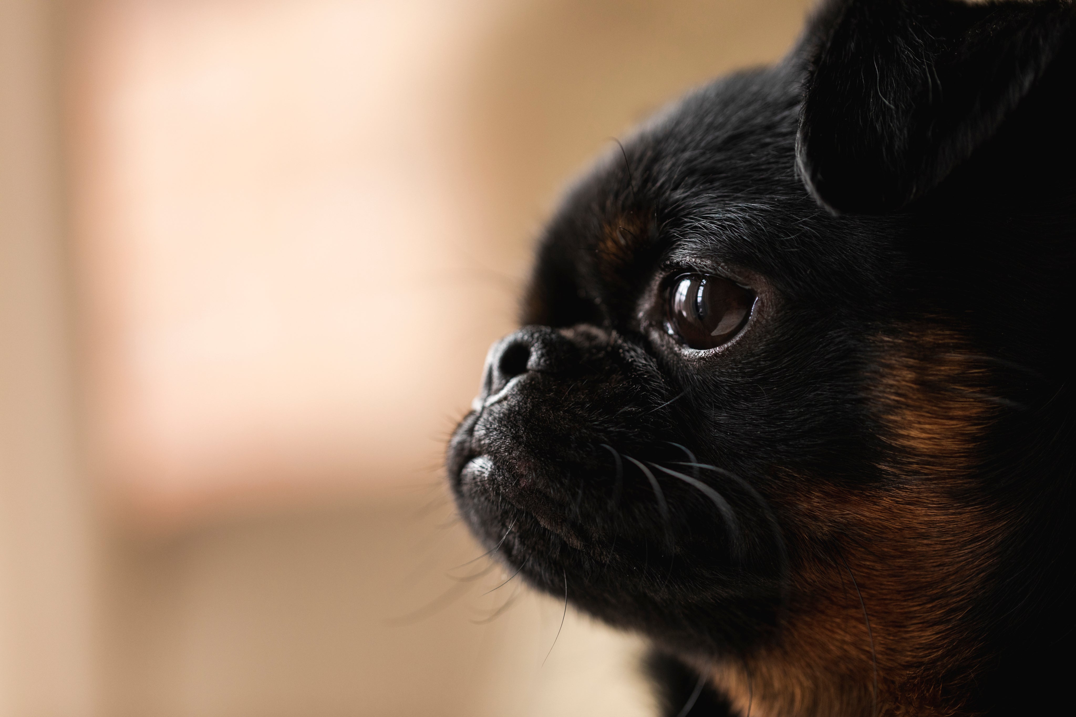 files/portrait-of-a-brussels-griffon-dog.jpg